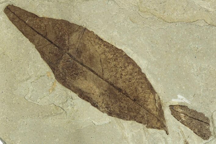 Fossil Oak Leaf with Crane Fly - Green River Formation, Utah #323399